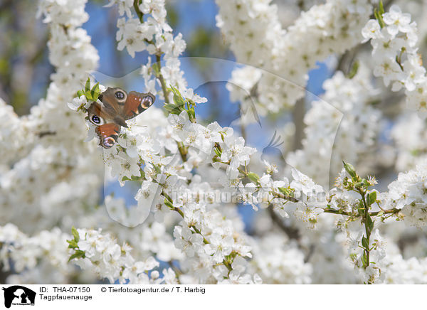 Tagpfauenauge / Peacock Butterfly / THA-07150