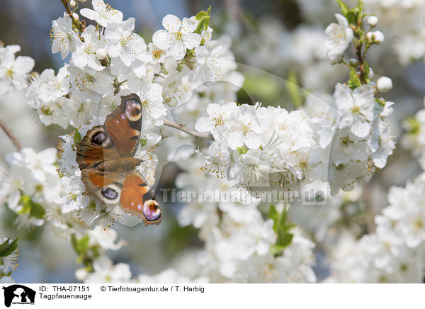 Tagpfauenauge / Peacock Butterfly / THA-07151