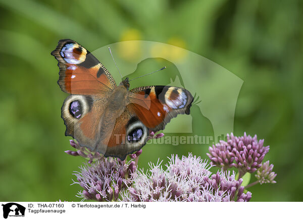 Tagpfauenauge / Peacock Butterfly / THA-07160