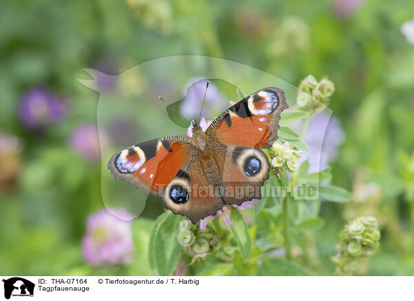 Tagpfauenauge / Peacock Butterfly / THA-07164