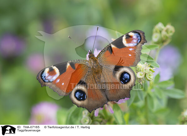 Tagpfauenauge / Peacock Butterfly / THA-07165