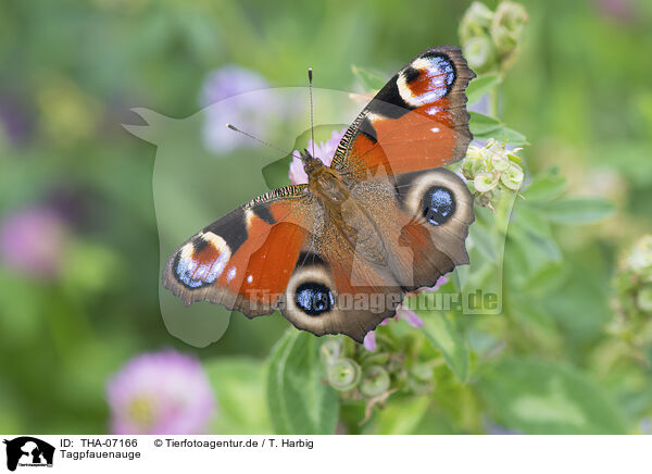 Tagpfauenauge / Peacock Butterfly / THA-07166