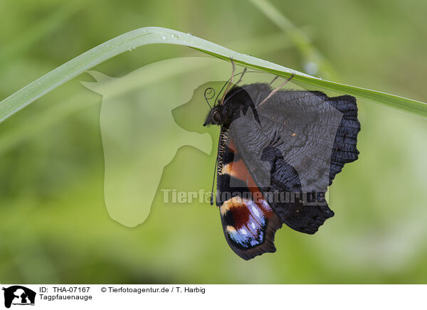 Tagpfauenauge / Peacock Butterfly / THA-07167