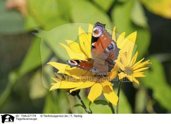 Tagpfauenauge / Peacock Butterfly / THA-07178