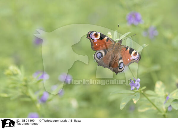 Tagpfauenauge / european peacock / SI-01360