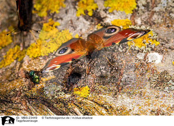 Tagpfauenauge / european peacock / MBS-23449