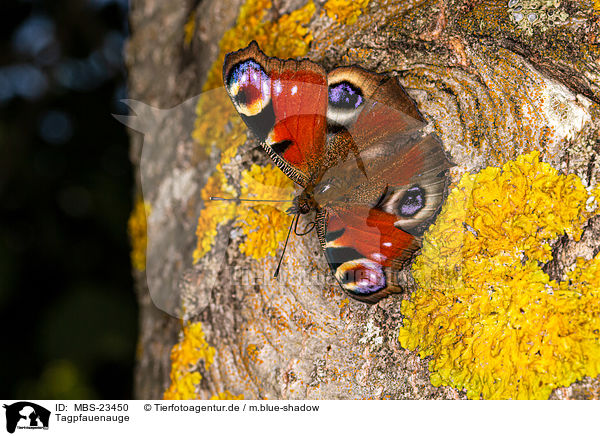 Tagpfauenauge / european peacock / MBS-23450