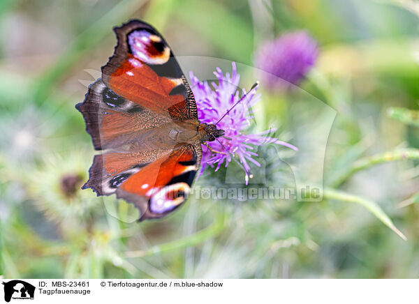 Tagpfauenauge / european peacock / MBS-23461