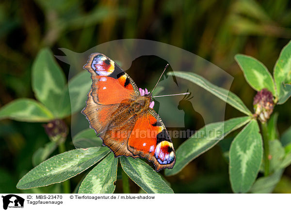 Tagpfauenauge / european peacock / MBS-23470