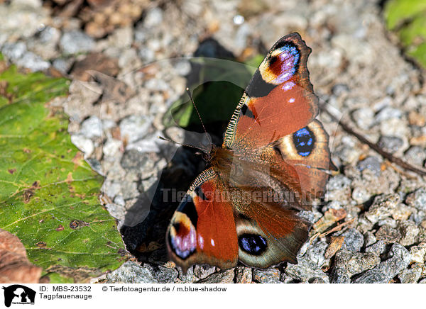 Tagpfauenauge / european peacock / MBS-23532