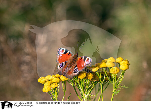 Tagpfauenauge / european peacock / MBS-23555