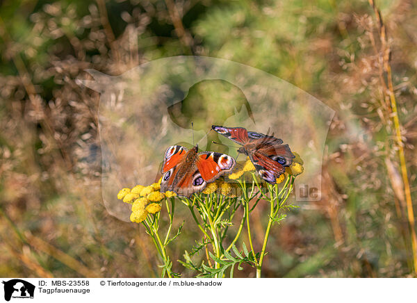 Tagpfauenauge / european peacock / MBS-23558