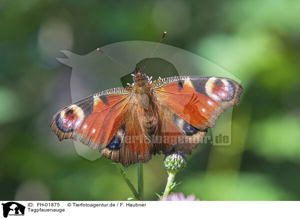 Tagpfauenauge / european peacock / FH-01875