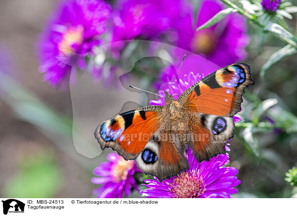 Tagpfauenauge / Peacock Butterfly / MBS-24513