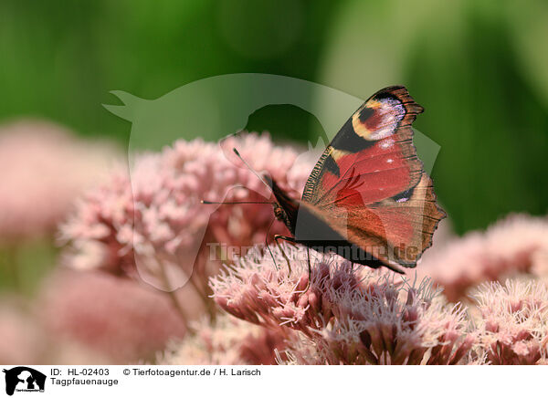 Tagpfauenauge / european peacock / HL-02403