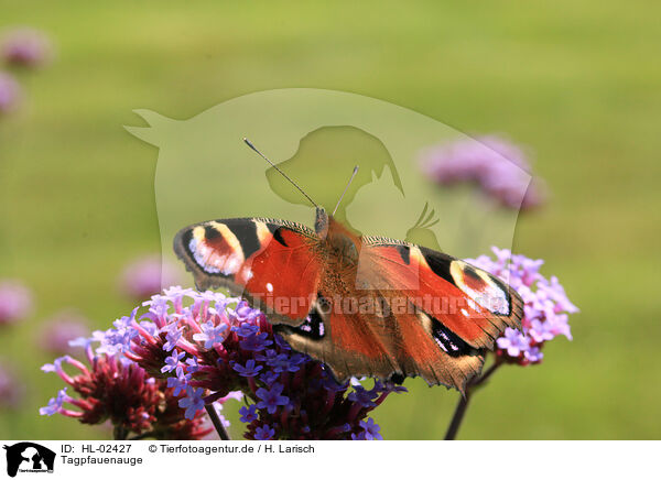 Tagpfauenauge / european peacock / HL-02427