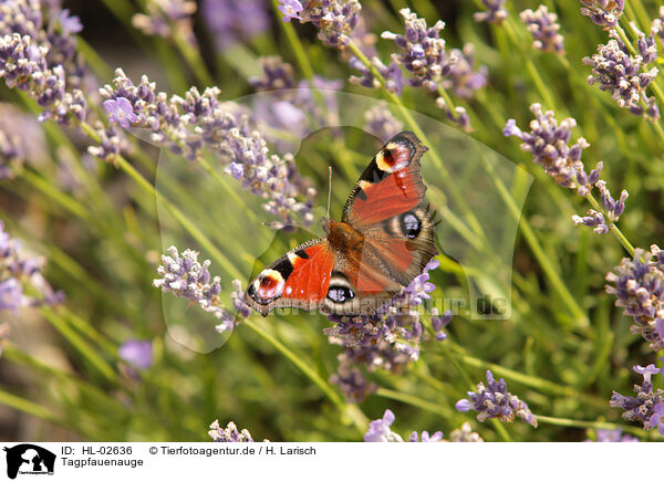 Tagpfauenauge / european peacock / HL-02636