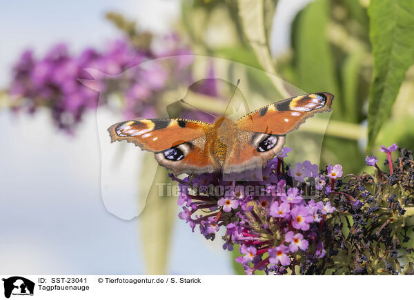 Tagpfauenauge / european peacock / SST-23041