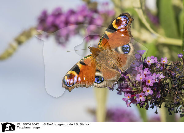 Tagpfauenauge / european peacock / SST-23042