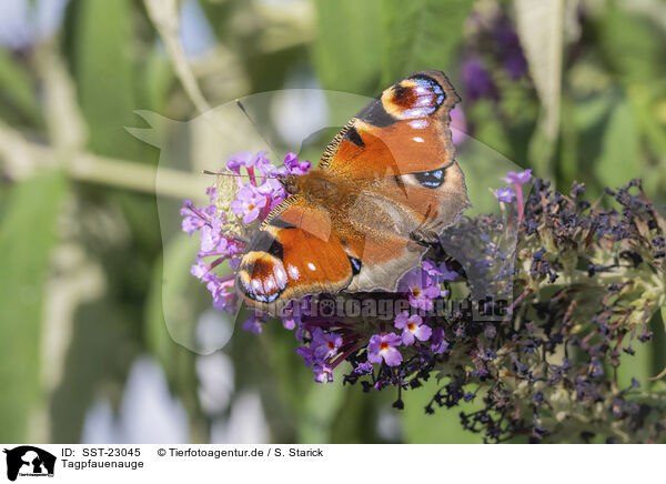 Tagpfauenauge / european peacock / SST-23045