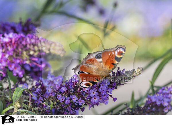 Tagpfauenauge / european peacock / SST-23058