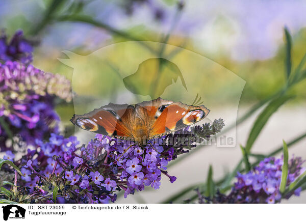 Tagpfauenauge / european peacock / SST-23059