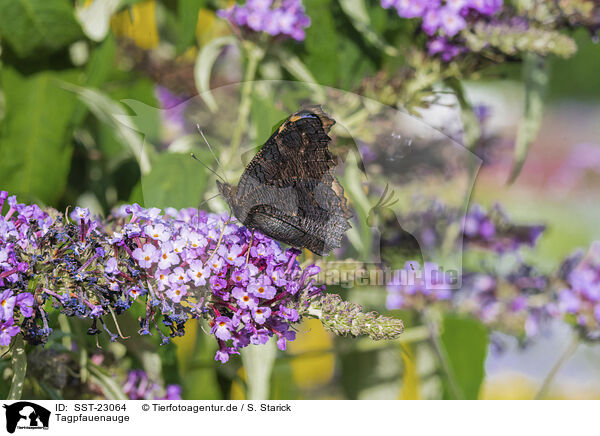 Tagpfauenauge / european peacock / SST-23064