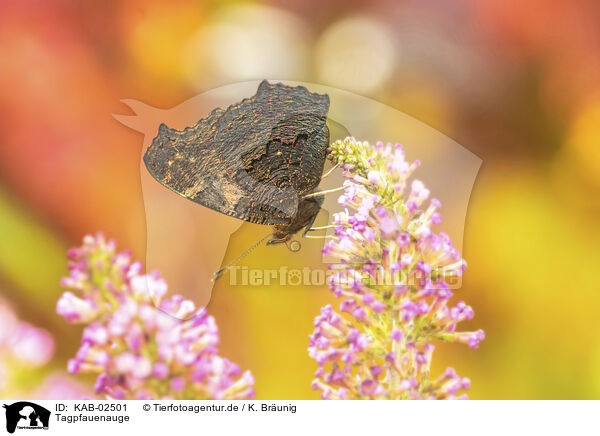Tagpfauenauge / KAB-02501