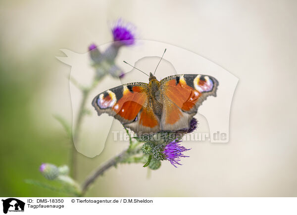 Tagpfauenauge / european peacock butterfly / DMS-18350