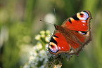 Tagpfauenauge