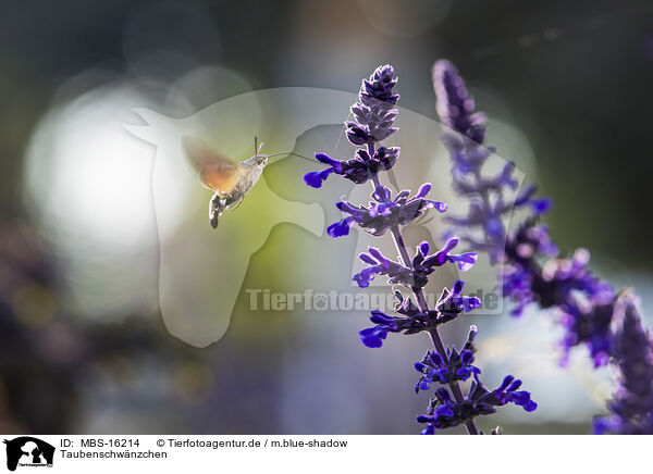Taubenschwnzchen / hummingbird / MBS-16214