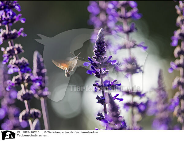 Taubenschwnzchen / hummingbird / MBS-16215