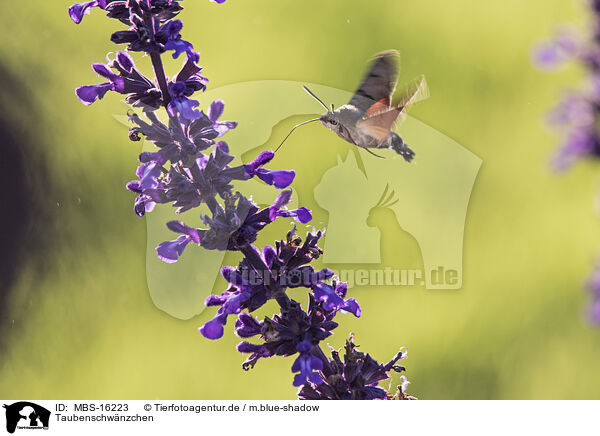 Taubenschwnzchen / hummingbird / MBS-16223