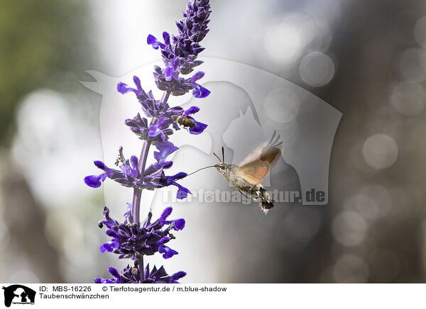 Taubenschwnzchen / hummingbird / MBS-16226
