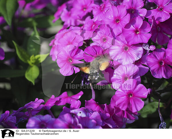 fliegendes Taubenschwnzchen / flying Hummingbird Hawk moth / SA-01229