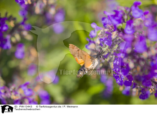 Taubenschwnzchen / hummingbird hawkmoth / PW-13443