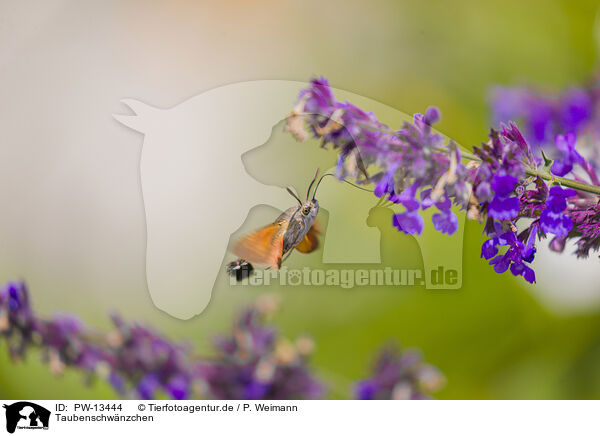 Taubenschwnzchen / hummingbird hawkmoth / PW-13444