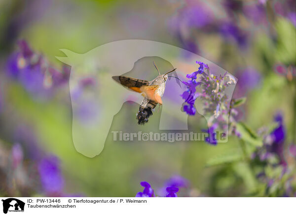 Taubenschwnzchen / hummingbird hawkmoth / PW-13446