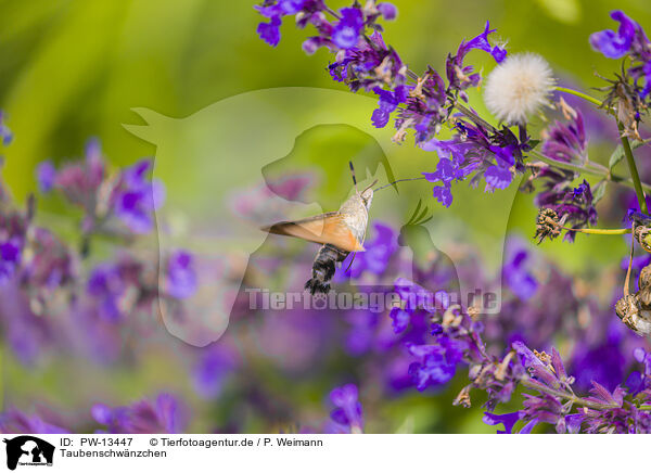 Taubenschwnzchen / hummingbird hawkmoth / PW-13447