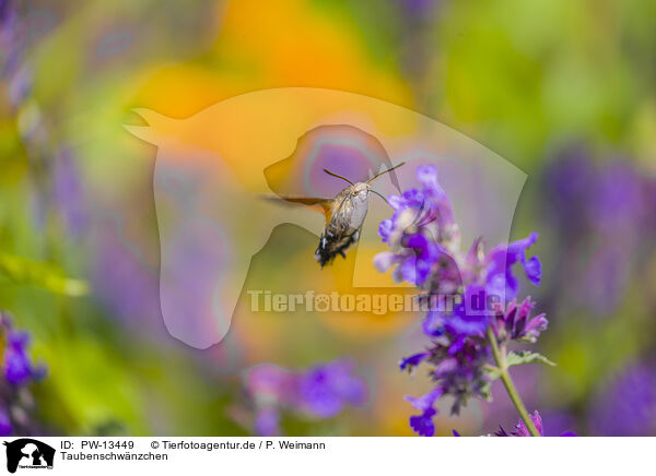 Taubenschwnzchen / hummingbird hawkmoth / PW-13449