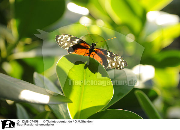 Tiger-Passionsblumenfalter / DMS-07458