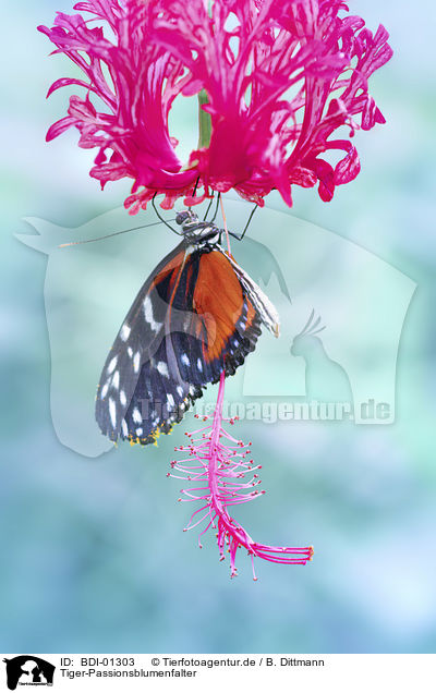 Tiger-Passionsblumenfalter / tiger longwing / BDI-01303