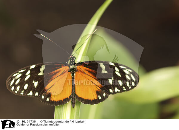 Goldener Passionsblumenfalter / tiger passion flower butterfly / HL-04736