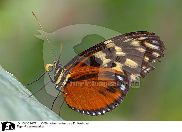 Tiger-Passionsfalter / butterfly / DV-01477
