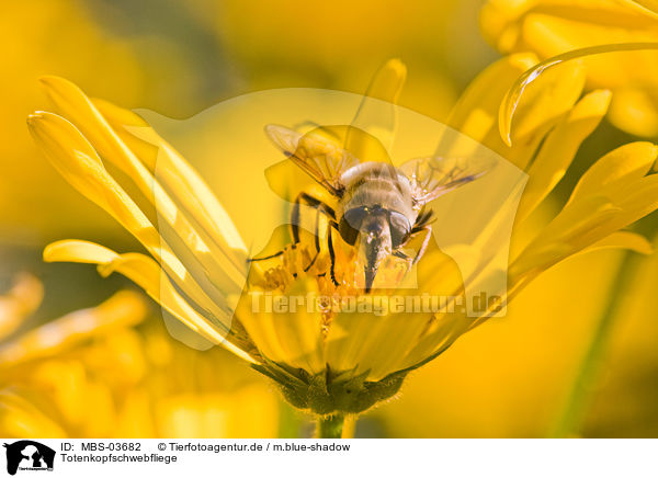 Totenkopfschwebfliege / hoverfly / MBS-03682