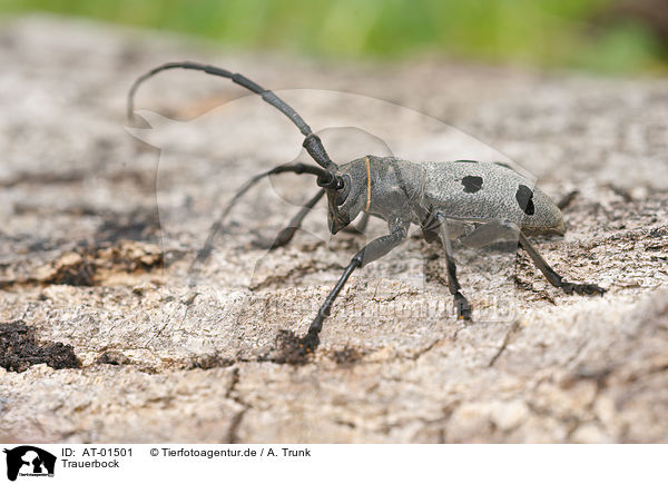 Trauerbock / bug / AT-01501