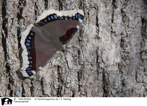 Trauermantel / Camberwell beauty butterfly / THA-09383