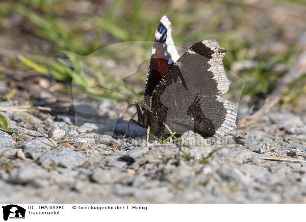 Trauermantel / Camberwell beauty butterfly / THA-09385