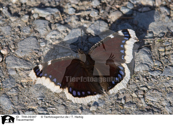 Trauermantel / Camberwell beauty butterfly / THA-09387