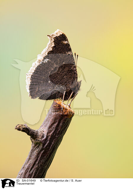 Trauermantel / Camberwell beauty butterfly / SA-01649